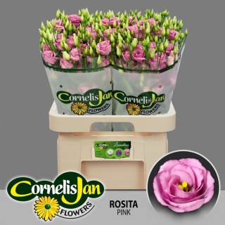 Eus G Rosi Rose Pink 70cm - D