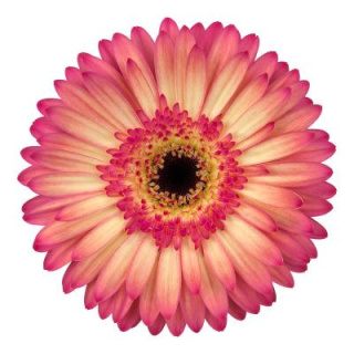 GE GR HIPPIE CHIC 50cm - D