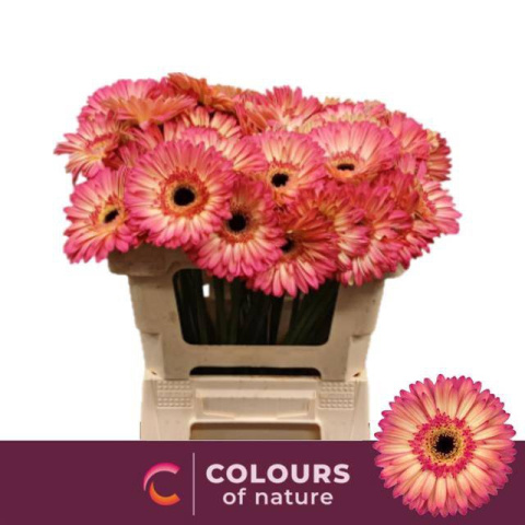 GE GR HIPPIE CHIC 50cm - D