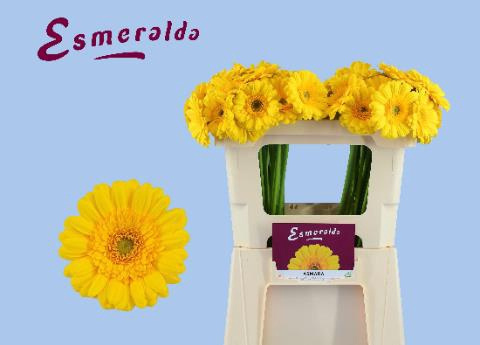 GE MI ASMARA 50cm - D