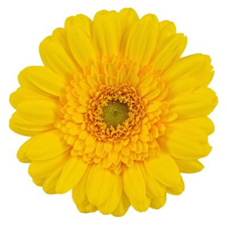 GE MI ASMARA 50cm - D