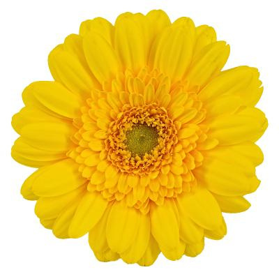 GE MI ASMARA 50cm - D