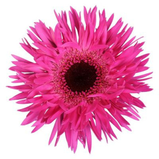 GE MS PUNKI IRMA 50cm - D