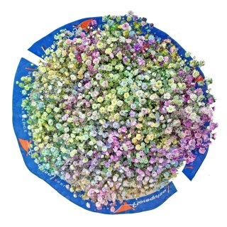 Gipsówka Rainbow 70cm-750 gr 26DM