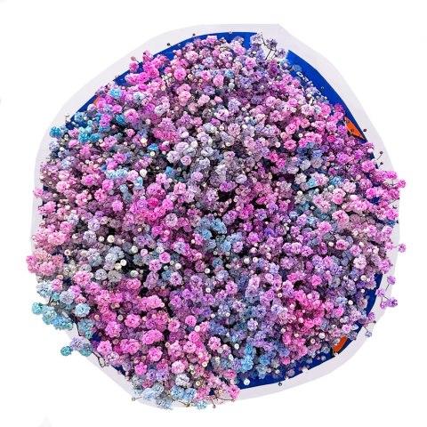 Gipsówka Rainbow Sweet 70cm-750 gr 26DM Gipsówka Rainbow Sweet 70cm-750 gr 26DM