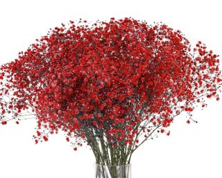 Gipsówka Red Strong 70cm -750 gr 26DM