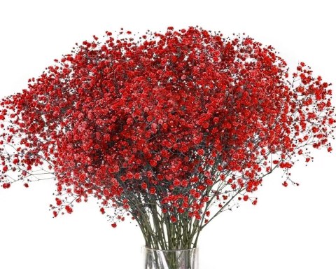 Gipsówka Red Strong 70cm -750 gr 26DM Gipsówka Red Strong 70cm -750 gr 26DM
