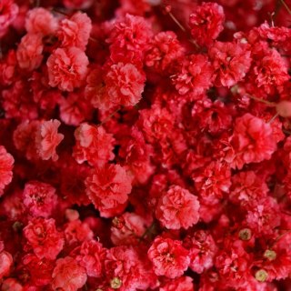 Gipsówka Red Strong 70cm -750 gr 26DM