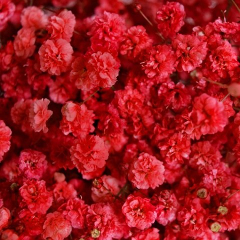 Gipsówka Red Strong 70cm -750 gr 26DM Gipsówka Red Strong 70cm -750 gr 26DM