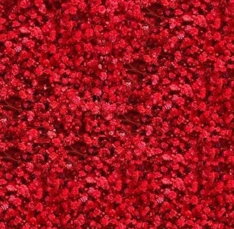 Gipsówka Red Strong 70cm -750 gr 26DM Gipsówka Red Strong 70cm -750 gr 26DM