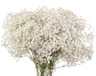 Gipsówka biała Xlence 750g 26DM