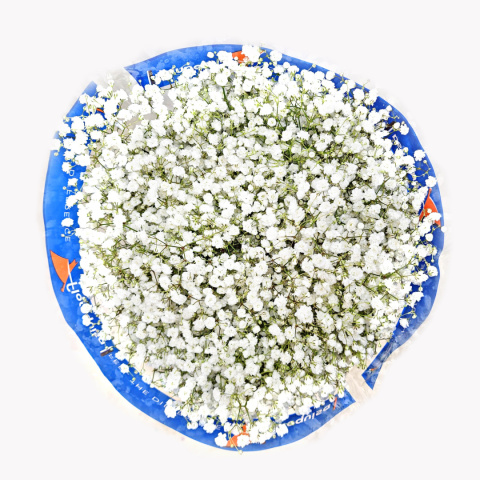 Gipsówka biała Xlence 750g 26DM
