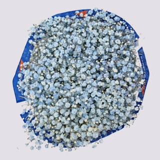 Gipsówka jasny niebieski 70cm-750 gr 26DM