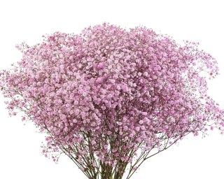 Gipsówka jasny róż 70cm-750 gr 26DM