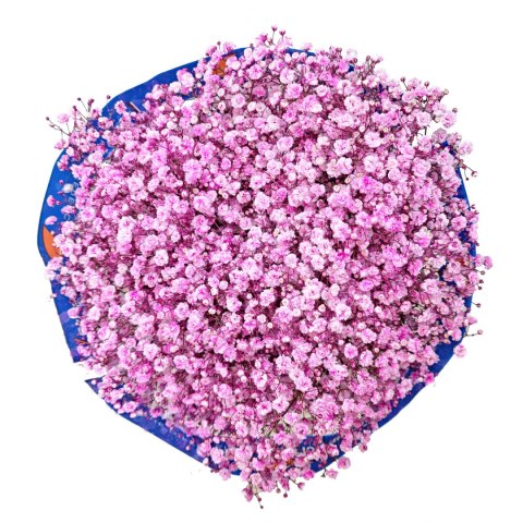 Gipsówka jasny róż 70cm-750 gr 26DM Gipsówka jasny róż 70cm-750 gr 26DM
