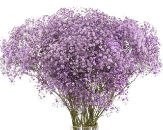 Gipsówka lIla 70cm-750 gr 26DM