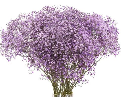Gipsówka lIla 70cm-750 gr 26DM Gipsówka lIla 70cm-750 gr 26DM