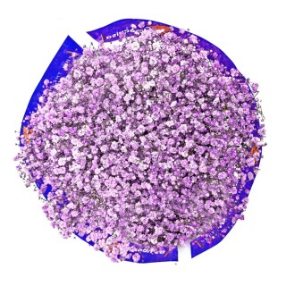 Gipsówka lIla 70cm-750 gr 26DM