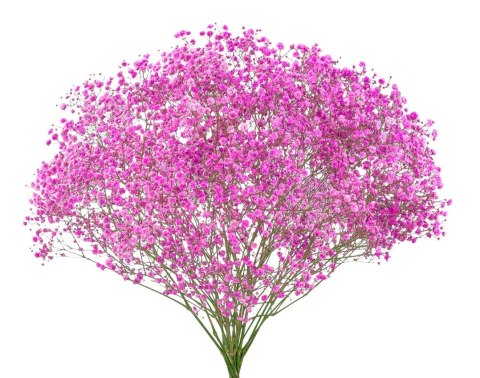 Gipsówka róż 70cm-750 gr 26DM Gipsówka róż 70cm-750 gr 26DM