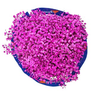 Gipsówka róż 70cm-750 gr 26DM