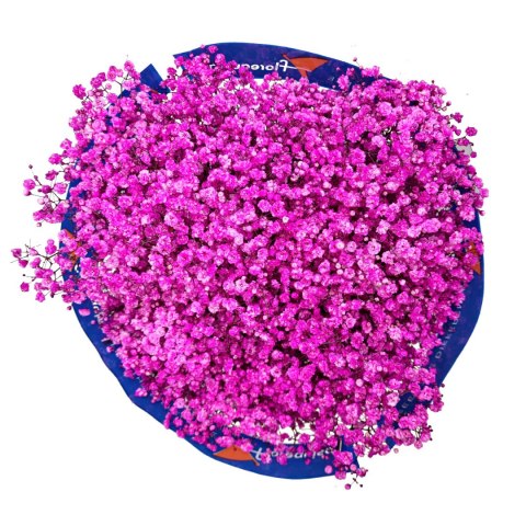 Gipsówka róż 70cm-750 gr 26DM Gipsówka róż 70cm-750 gr 26DM