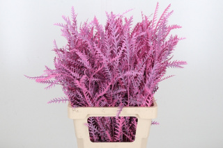 Grevilea Ivanhoe Kl Bh Roze 60cm - D