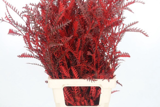 Grevilea Ivanhoe Kl Bh Rood 60cm - D