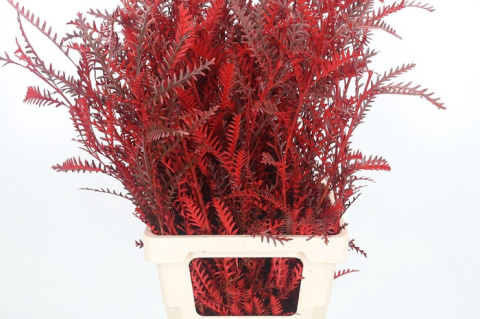 Grevilea Ivanhoe Kl Bh Rood 60cm - D