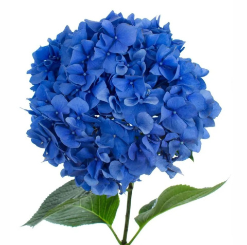 HYDR M ROYAL PARADE 65cm/H20 - D