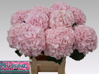 HYDR M CH VERENA Pink XL 80cm/H22 - D