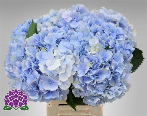 HYDR M CH VERENA BL 60cm/H18 - D