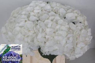 HYDR M CH WHITE VERENA 40cm/H18 - D