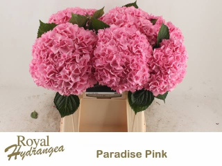 HYDR OV ROZE 40cm/H16 - D