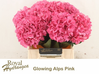 HYDR M GLOWING ALPS 40cm/H18 - D
