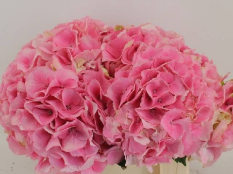 HYDR M ROYAL LOVE 80cm/H23 - D