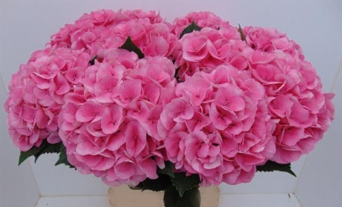 HYDR M ROYAL LOVE 80cm/H23 - D