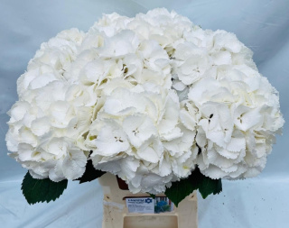 HYDR SCHNEEBALL EXTRA 65cm/H20 - D