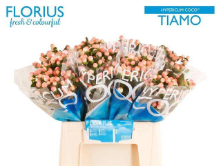 HYP COCO TIAMO 40cm - D