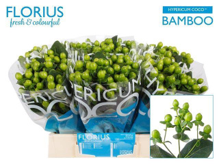HYP COCO BAMBOO 60cm - D