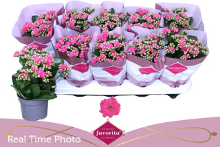 KAL GE PERFECTA PINK 22cm/d10,5 - D