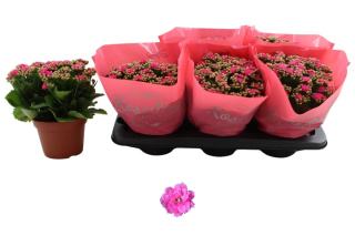 KAL GE NANDO PINK 27cm/d15 - D