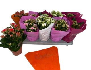 KALANCHOE GEM 4KL 22cm/d12 - D