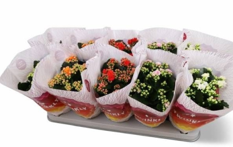 KALANCHOE BLOS PERFECTA GEM 5KL 22cm/d12 - PROMO