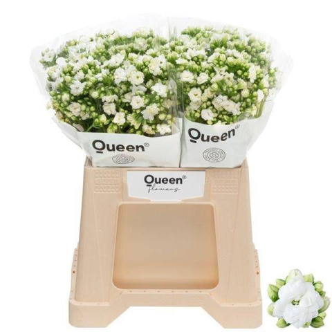 KAL CRYST WHI MEADOW 40cm - D