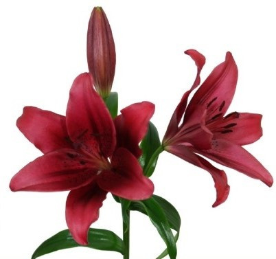 LI LA RED ROCK 3+ 80cm - D