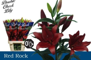 LI LA RED ROCK 3+ 80cm - D