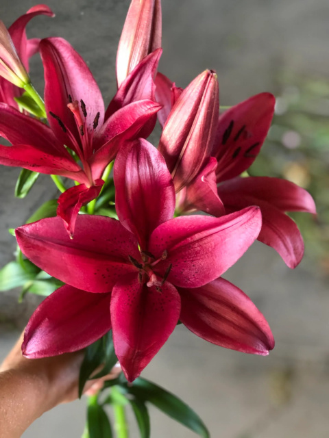 LI LA RED ROCK 3+ 80cm - D