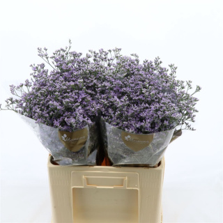 Limonium Utah Blue 60cm - D