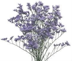 Limonium Utah Blue 70cm - D