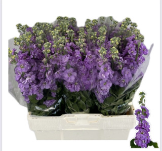 MATTH MATHILDA LAVEN 65cm - D